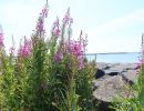 Flowers along the walk from Galway to Salthill 