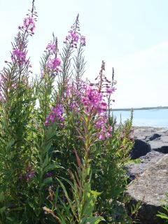 Flowers along the walk from Galway to Salthill 