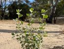 Saltbush selfseeded